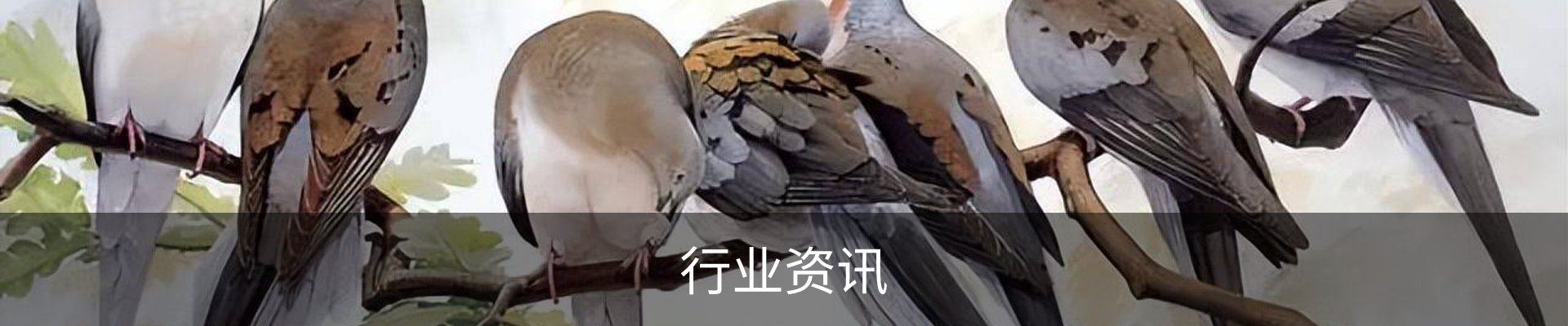 行业资讯